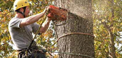 Gone with the Leaves: Unveiling the Art of Tree Removal