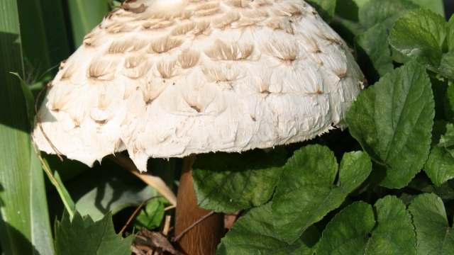 From Spores to Shrooms: Unleashing the Magic of Mushroom Growing!