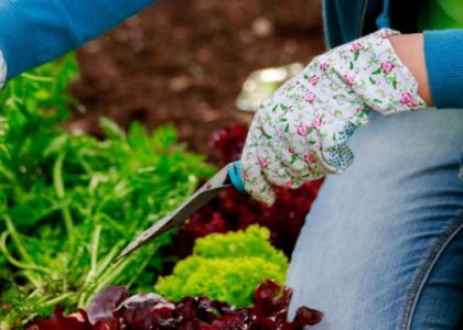 Harvesting the Benefits: Unveiling the Secrets of Organic Gardening