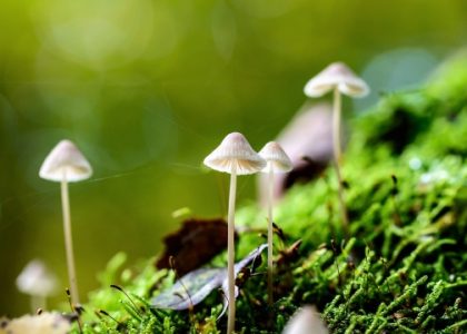 The Fungi Frontier: Unveiling the Fascinating World of Mushroom Cultivation