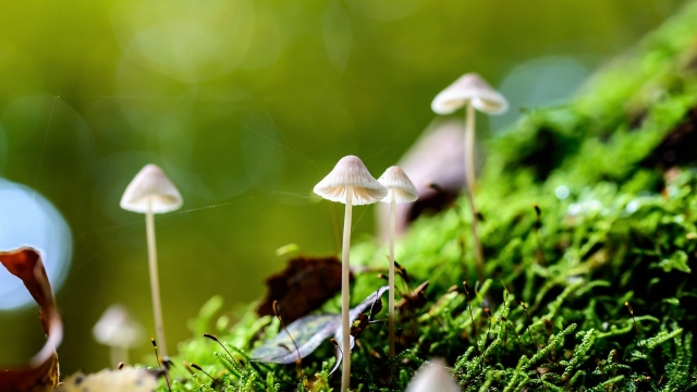The Fungi Frontier: Unveiling the Fascinating World of Mushroom Cultivation