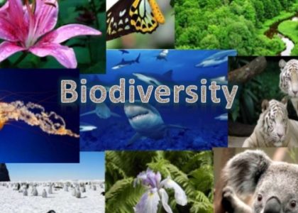 Harmony in Diversity: Exploring the Vital Link Between Ecology and Biodiversity