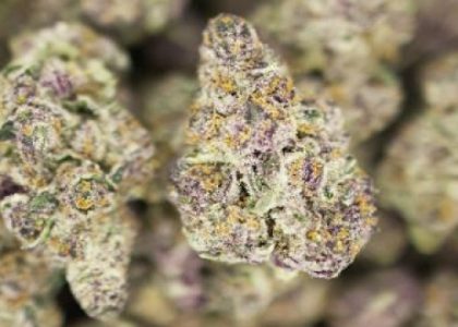 The Ultimate Guide to THCA Flower: Your Complete Overview