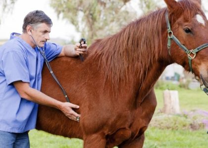 Elevate Your Equine: Essential Horse Vitamin Supplements for Optimal Care