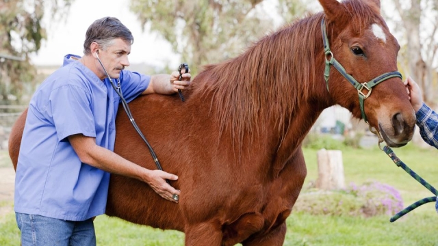 Elevate Your Equine: Essential Horse Vitamin Supplements for Optimal Care