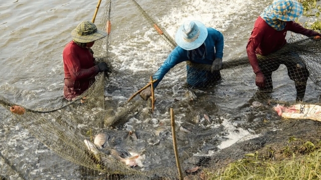 Revolutionizing Our Waters: The Future of Aquaculture Technology