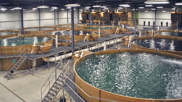 Revolutionizing the Waves: The Future of Aquaculture Technology