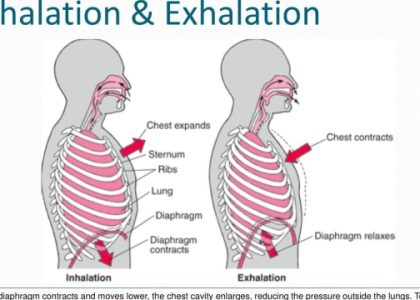 Cloud Journeys: Exploring the World of Inhalation Devices