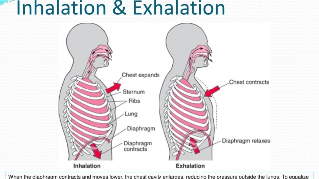 Cloud Journeys: Exploring the World of Inhalation Devices